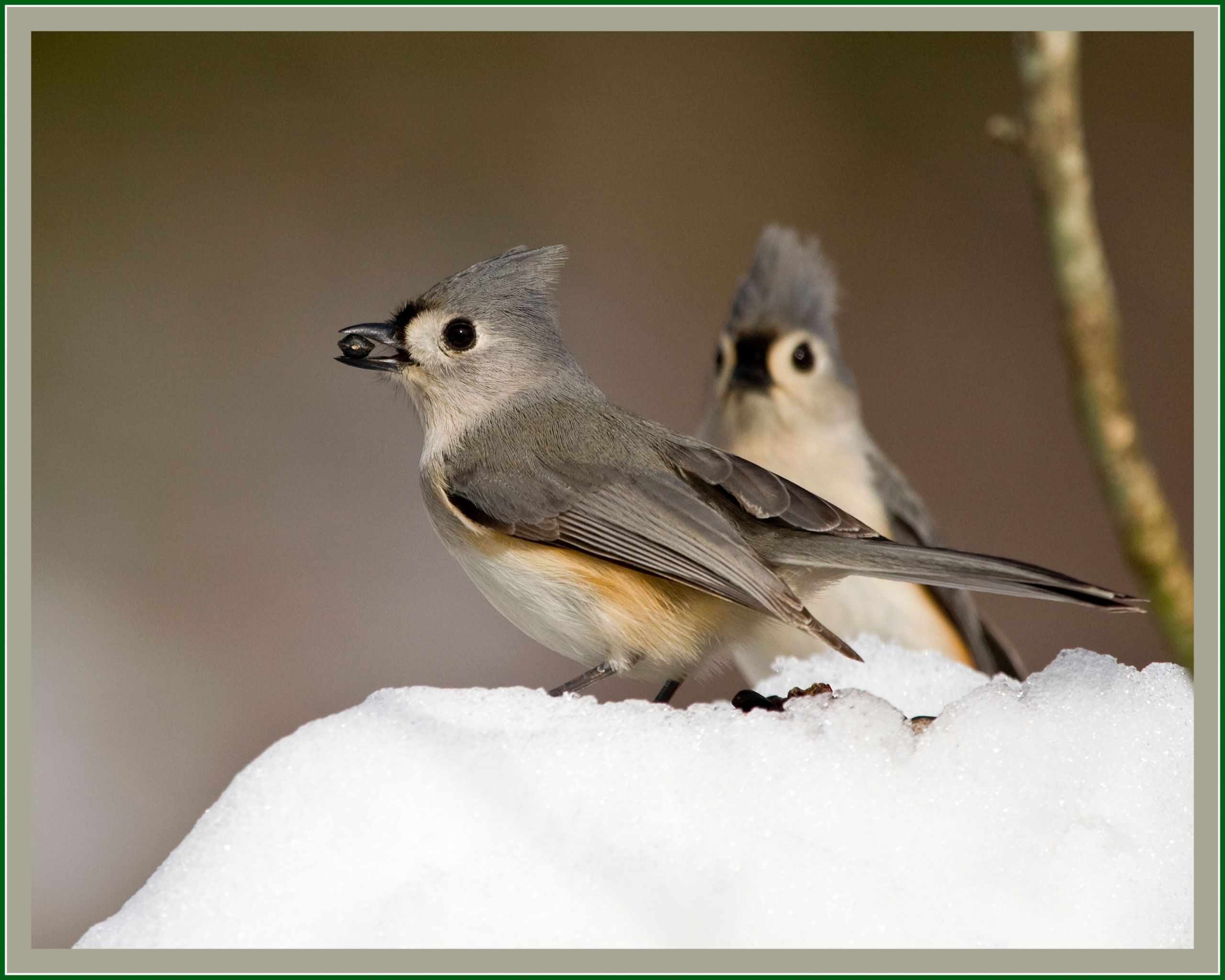 Maryland Backyard Birds
 Titmice KurtPreston