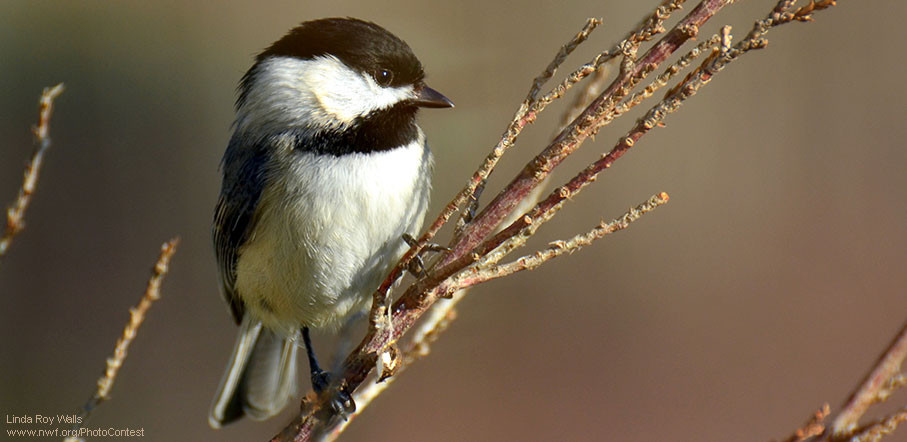 Maryland Backyard Birds
 Feeder Friends A Few Birds You ll Want to Meet • The