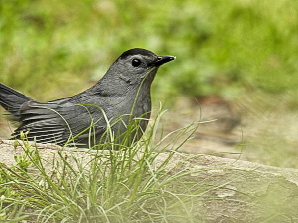 Maryland Backyard Birds
 mon Maryland Backyard Birds