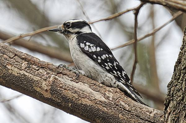 Maryland Backyard Birds
 mon Maryland Backyard Birds