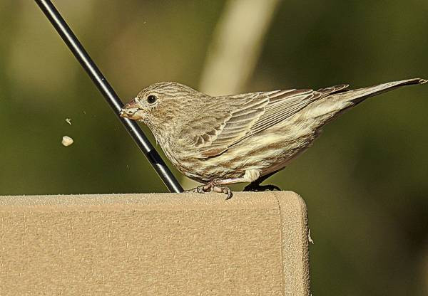 Maryland Backyard Birds
 mon Maryland Backyard Birds