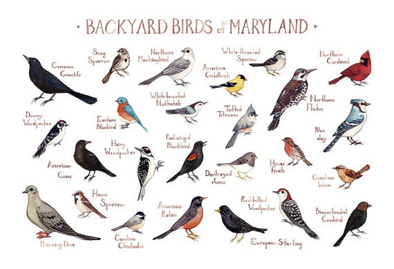 Maryland Backyard Birds
 Maryland Backyard Birds Field Guide Art Print Watercolor