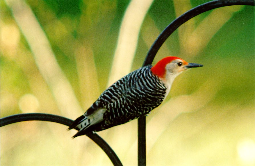 Maryland Backyard Birds
 Maryland birds