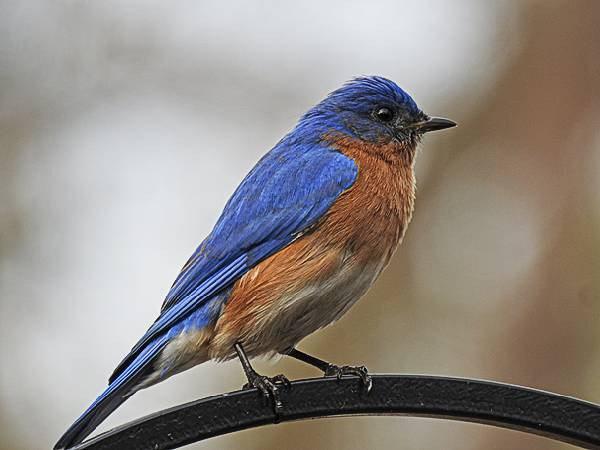 Maryland Backyard Birds
 mon Maryland Backyard Birds