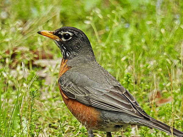 Maryland Backyard Birds
 mon Maryland Backyard Birds