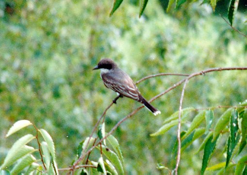 Maryland Backyard Birds
 mon backyard bird list