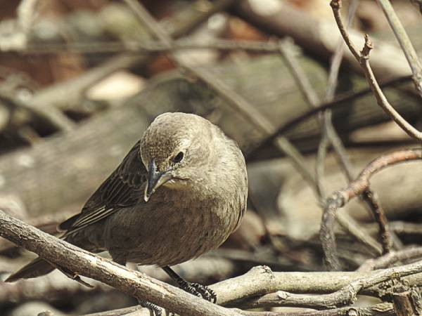 Maryland Backyard Birds
 mon Maryland Backyard Birds