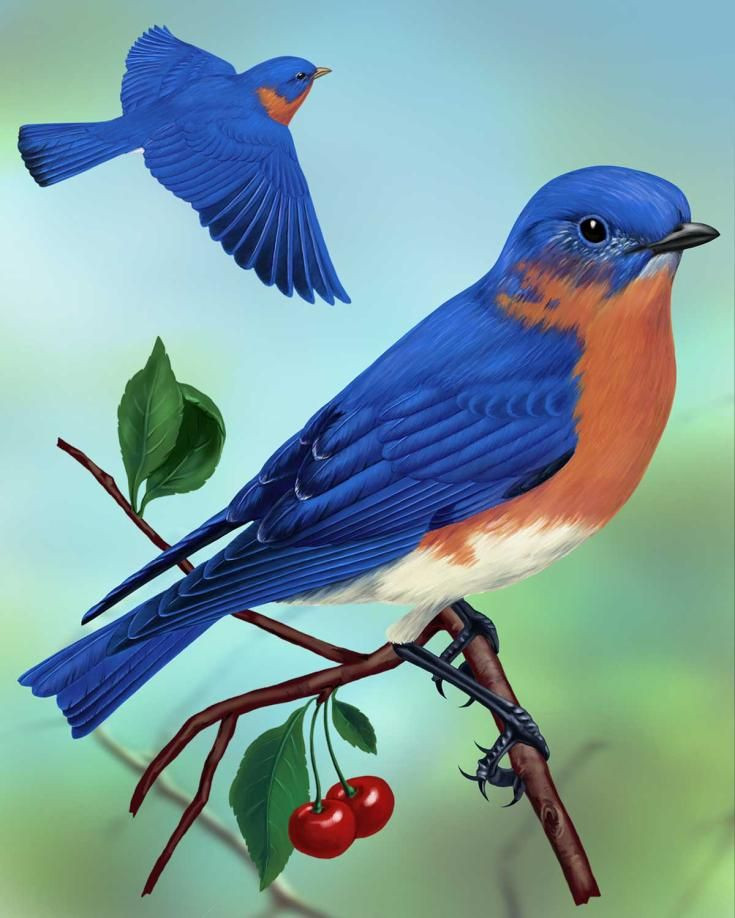 Maryland Backyard Birds
 23 best Birds Maryland images on Pinterest