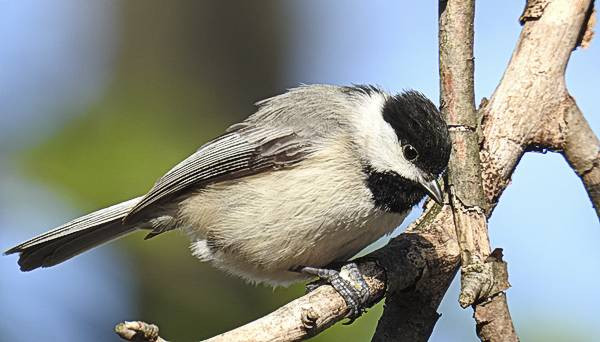 Maryland Backyard Birds
 mon Maryland Backyard Birds