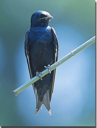 Maryland Backyard Birds
 Maryland Birds Purple Martins