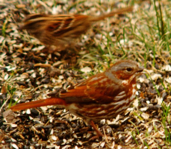 Maryland Backyard Birds
 mon backyard bird list