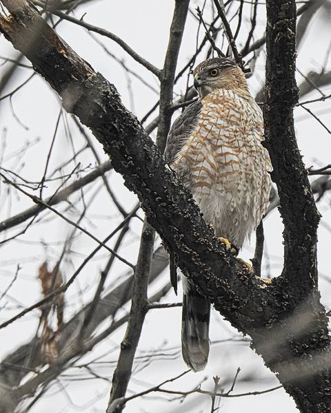 Maryland Backyard Birds
 mon Maryland Backyard Birds