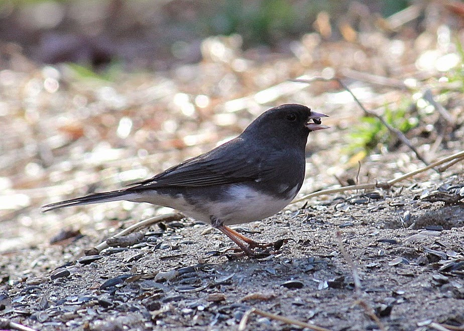 Maryland Backyard Birds
 Red House Garden mon Backyard Birds of the Eastern US