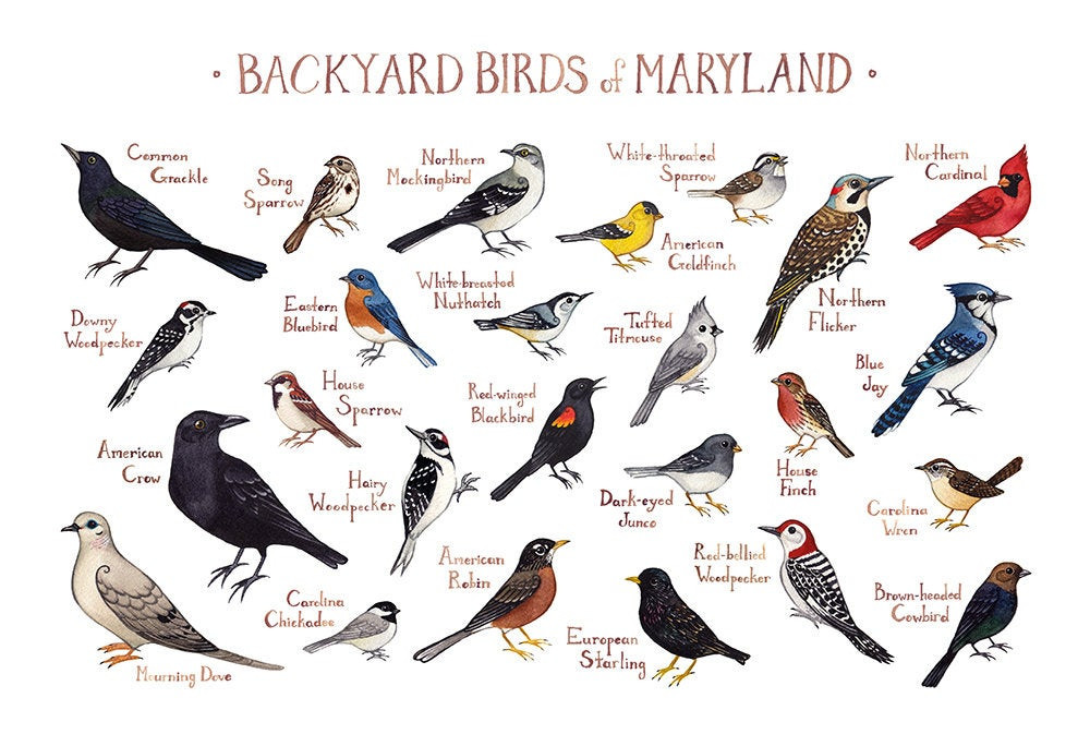 Maryland Backyard Birds
 Maryland Backyard Birds Field Guide Art Print Watercolor