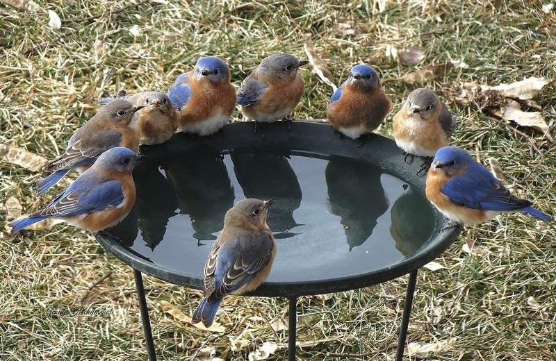 Maryland Backyard Birds
 Maryland Bluebird Society Archives The Backyard Naturalist