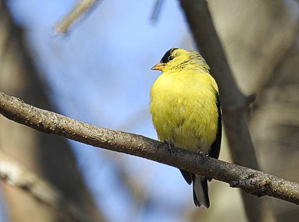 Maryland Backyard Birds
 mon Maryland Backyard Birds