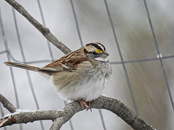 Maryland Backyard Birds
 mon Maryland Backyard Birds