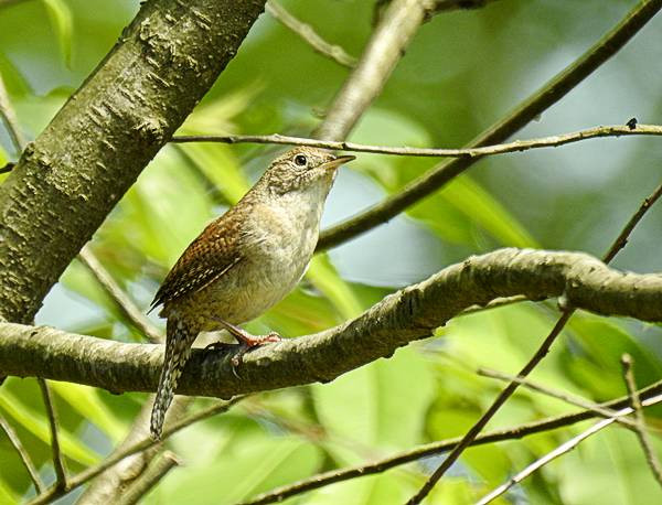 Maryland Backyard Birds
 mon Maryland Backyard Birds