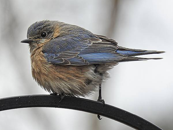 Maryland Backyard Birds
 mon Maryland Backyard Birds