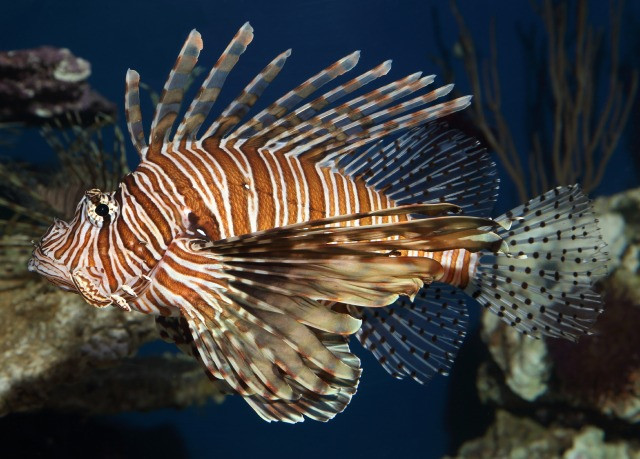 Monterey Bay Aquarium Thanksgiving
 Monterey Bay Aquarium — This Thanksgiving meet the turkey