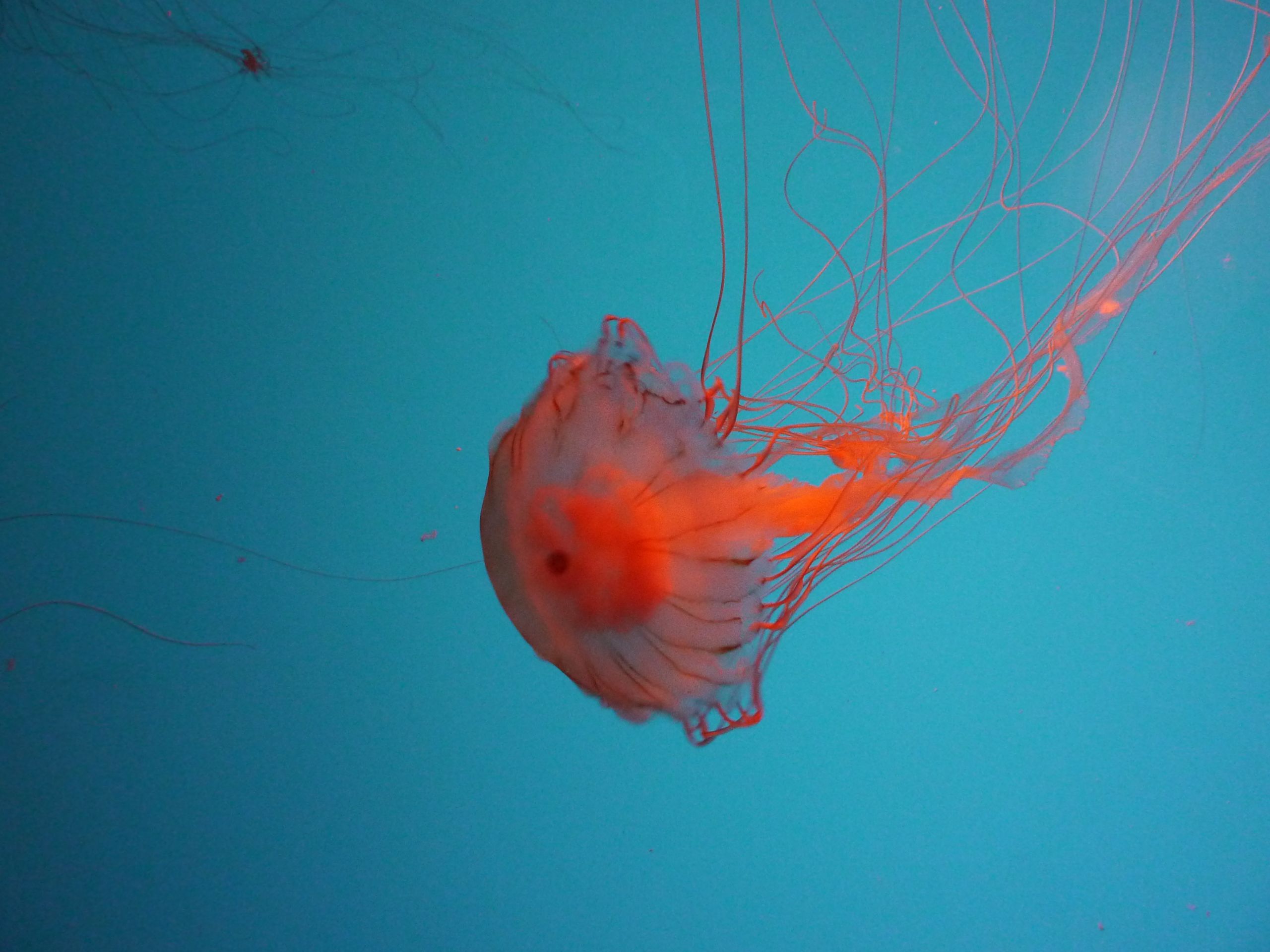 Monterey Bay Aquarium Thanksgiving
 Thanksgiving Holiday – Monterey Bay Aquarium