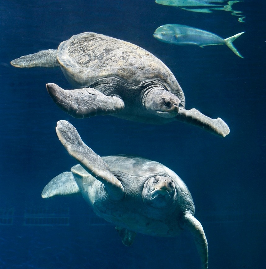 Monterey Bay Aquarium Thanksgiving
 30 Best Monterey Bay Aquarium Thanksgiving Hours Home