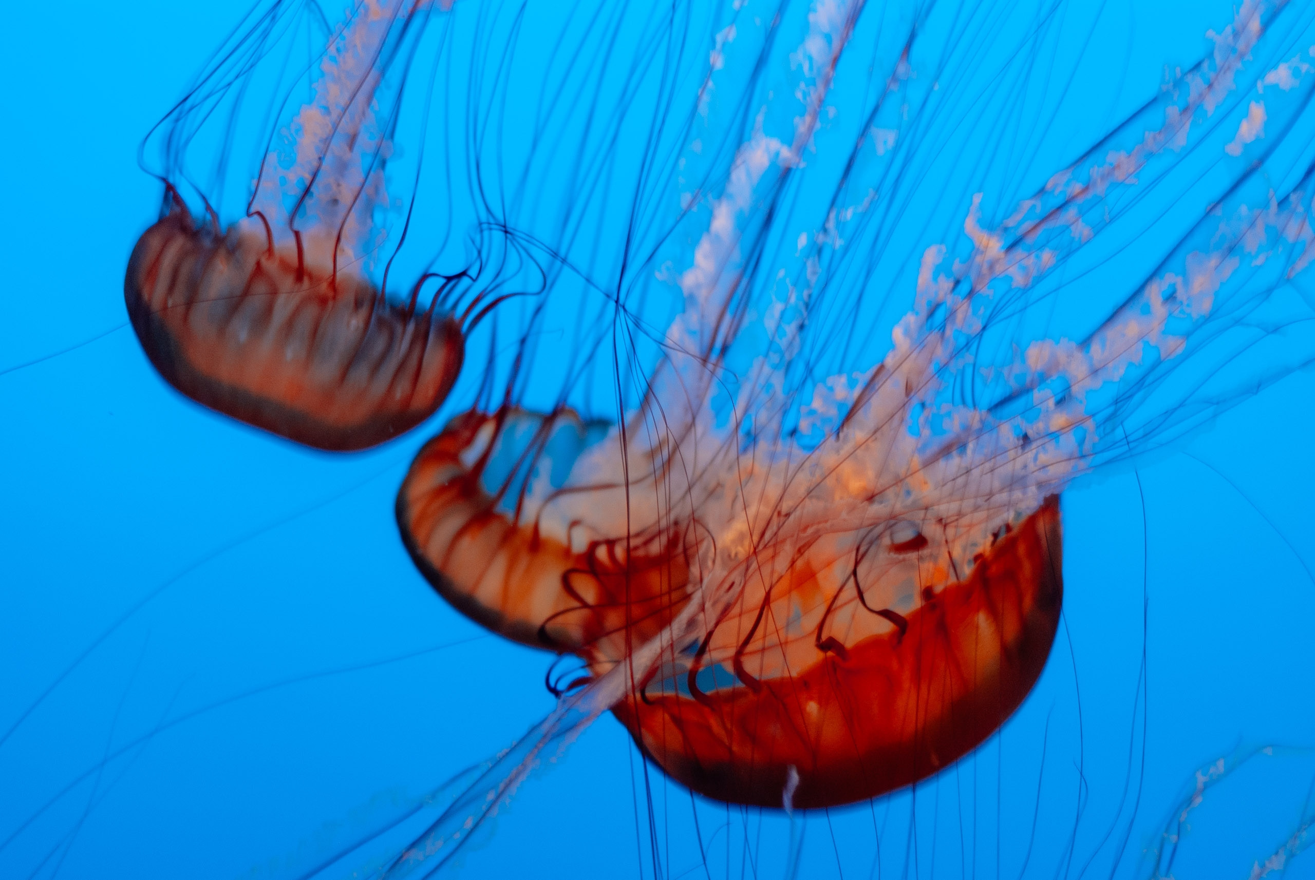 Monterey Bay Aquarium Thanksgiving
 30 Best Monterey Bay Aquarium Thanksgiving Hours Home