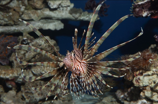 Monterey Bay Aquarium Thanksgiving
 Monterey Bay Aquarium — This Thanksgiving meet the turkey