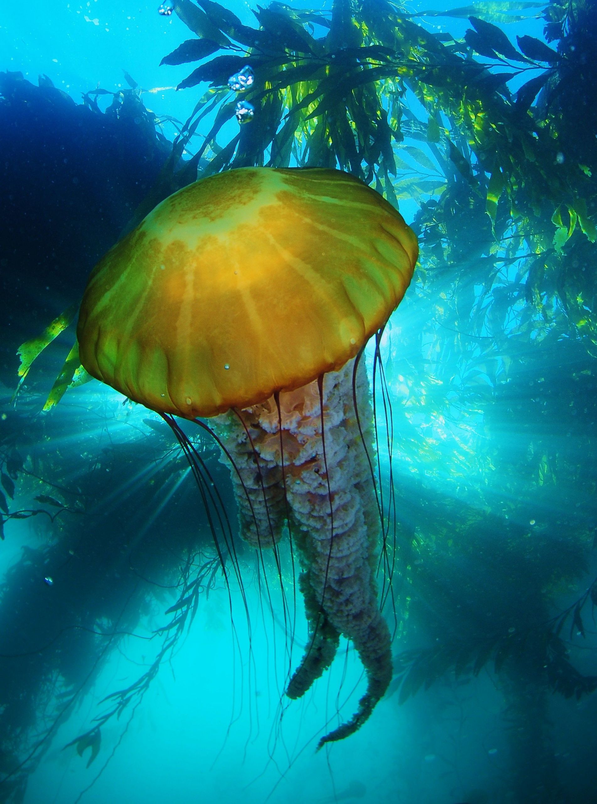 Monterey Bay Aquarium Thanksgiving
 sea nettle at monasterey thanksgiving 2010