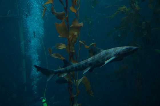 Monterey Bay Aquarium Thanksgiving
 Thanksgiving Holiday – Monterey Bay Aquarium