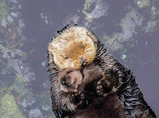 Monterey Bay Aquarium Thanksgiving
 30 Best Monterey Bay Aquarium Thanksgiving Hours Home