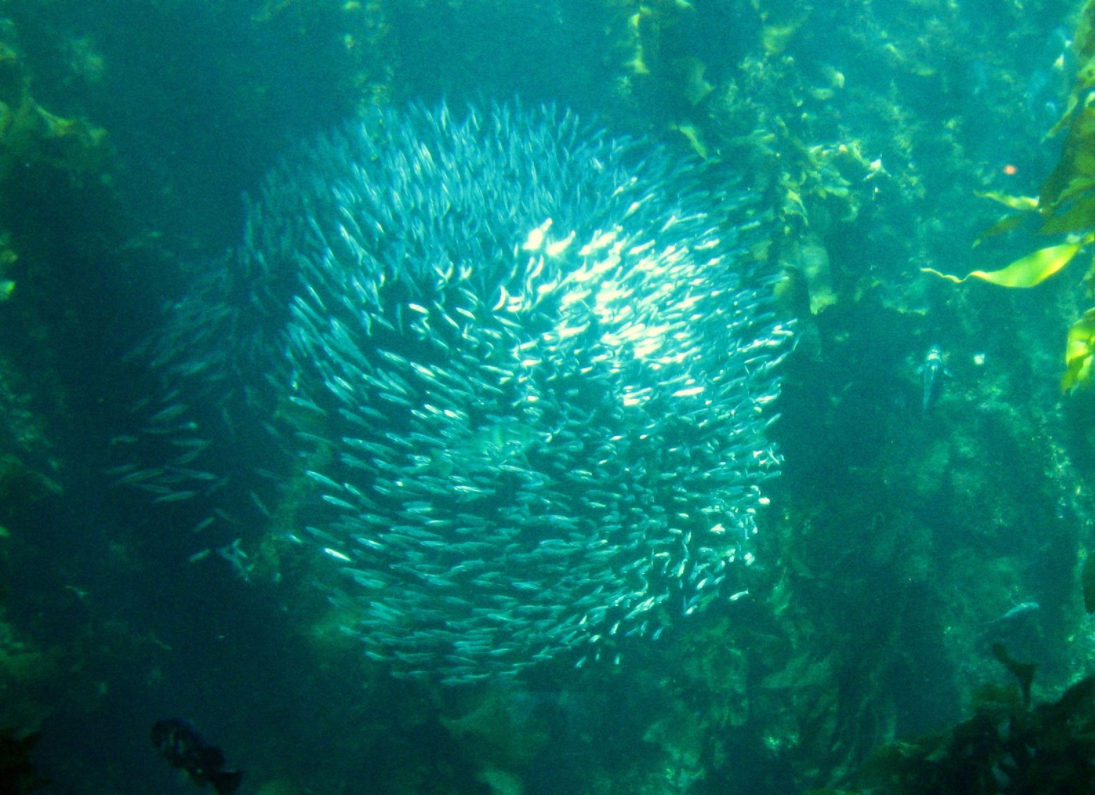 Monterey Bay Aquarium Thanksgiving
 30 Best Monterey Bay Aquarium Thanksgiving Hours Home