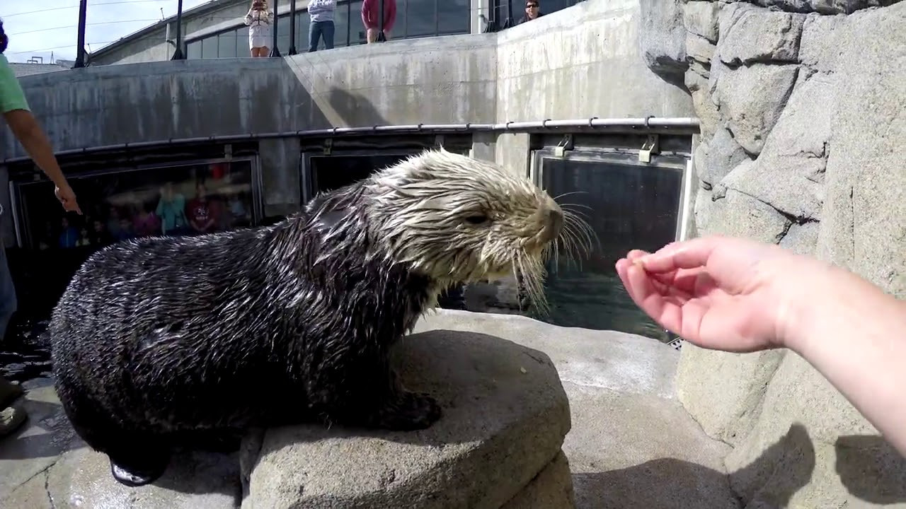 Monterey Bay Aquarium Thanksgiving
 Happy Thanksgiving from the Monterey Bay Aquarium