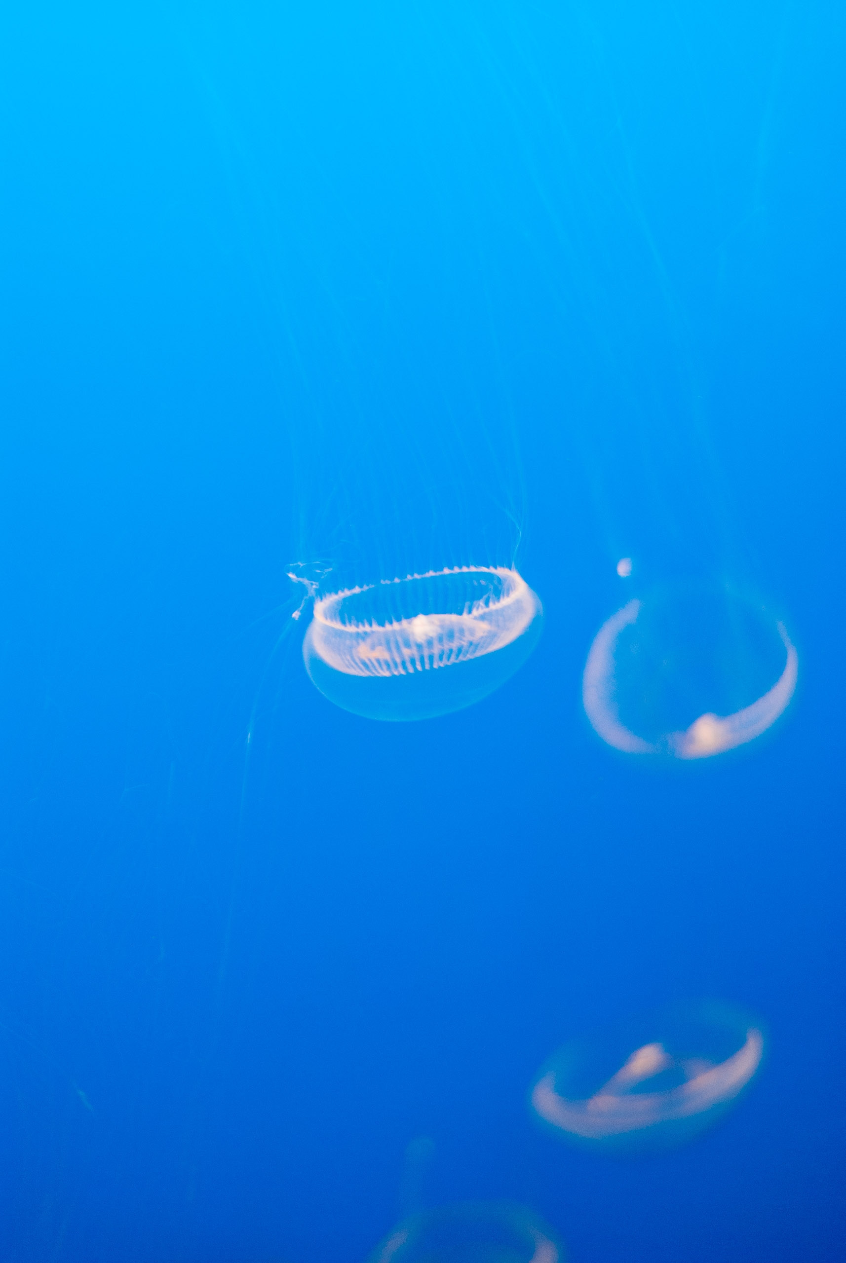 Monterey Bay Aquarium Thanksgiving
 30 Best Monterey Bay Aquarium Thanksgiving Hours Home