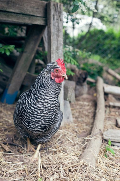 Nc Backyard Coops
 Tour D Coop Raleigh North Carolina Backyard Chicken Coop