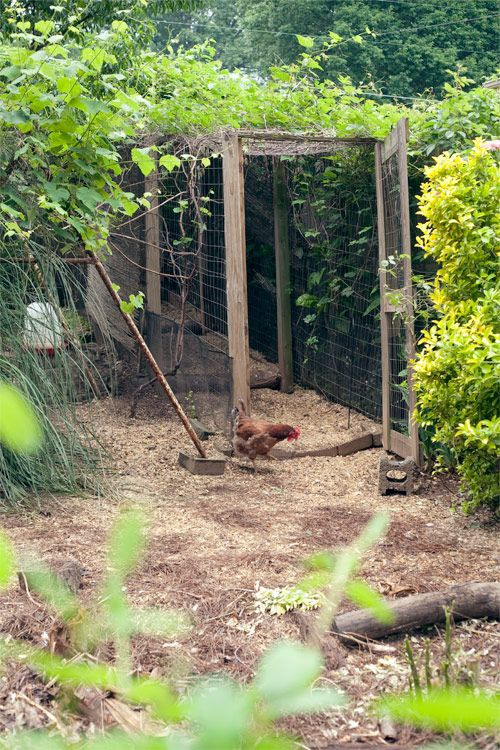 Nc Backyard Coops
 Tour D’Coop