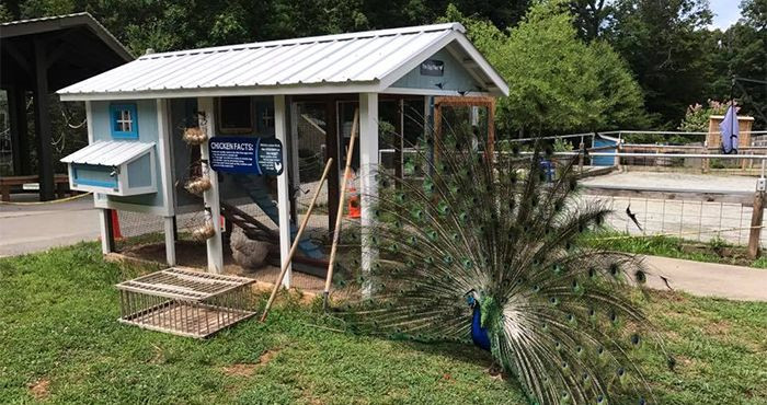 Nc Backyard Coops
 mercial Chicken Coops