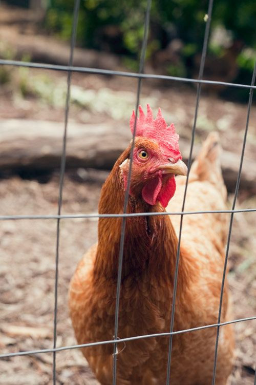 Nc Backyard Coops
 Tour D Coop Raleigh North Carolina Backyard Chicken Coop