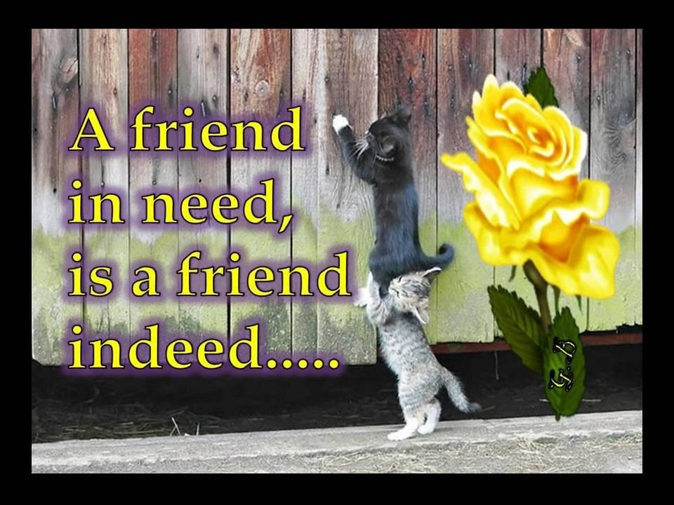 Need Friendship Quotes
 A friend in need is a friend indeed