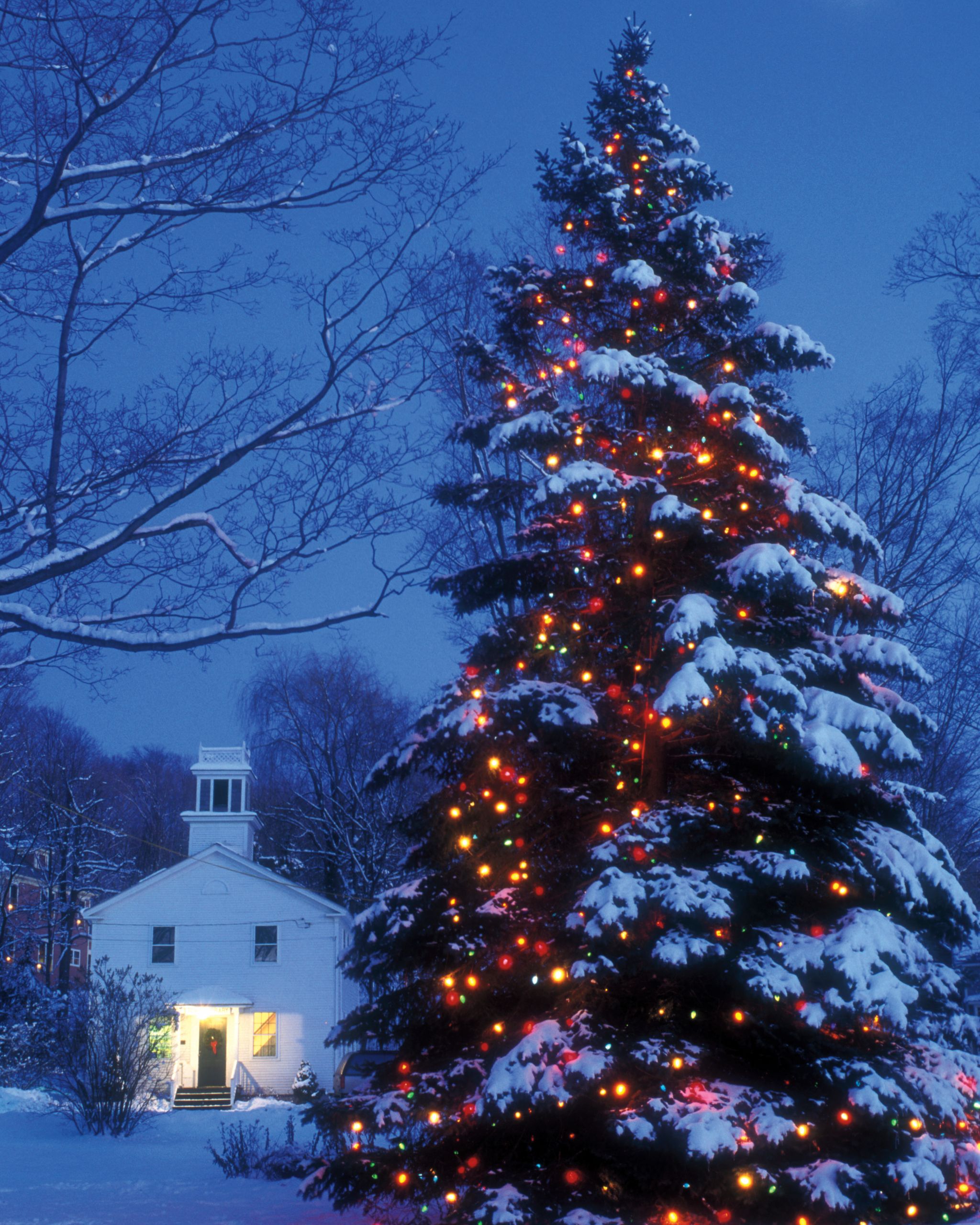 Outdoor Christmas Tree With Lights
 25 Festive Christmas Tree Inspired Wedding Ideas