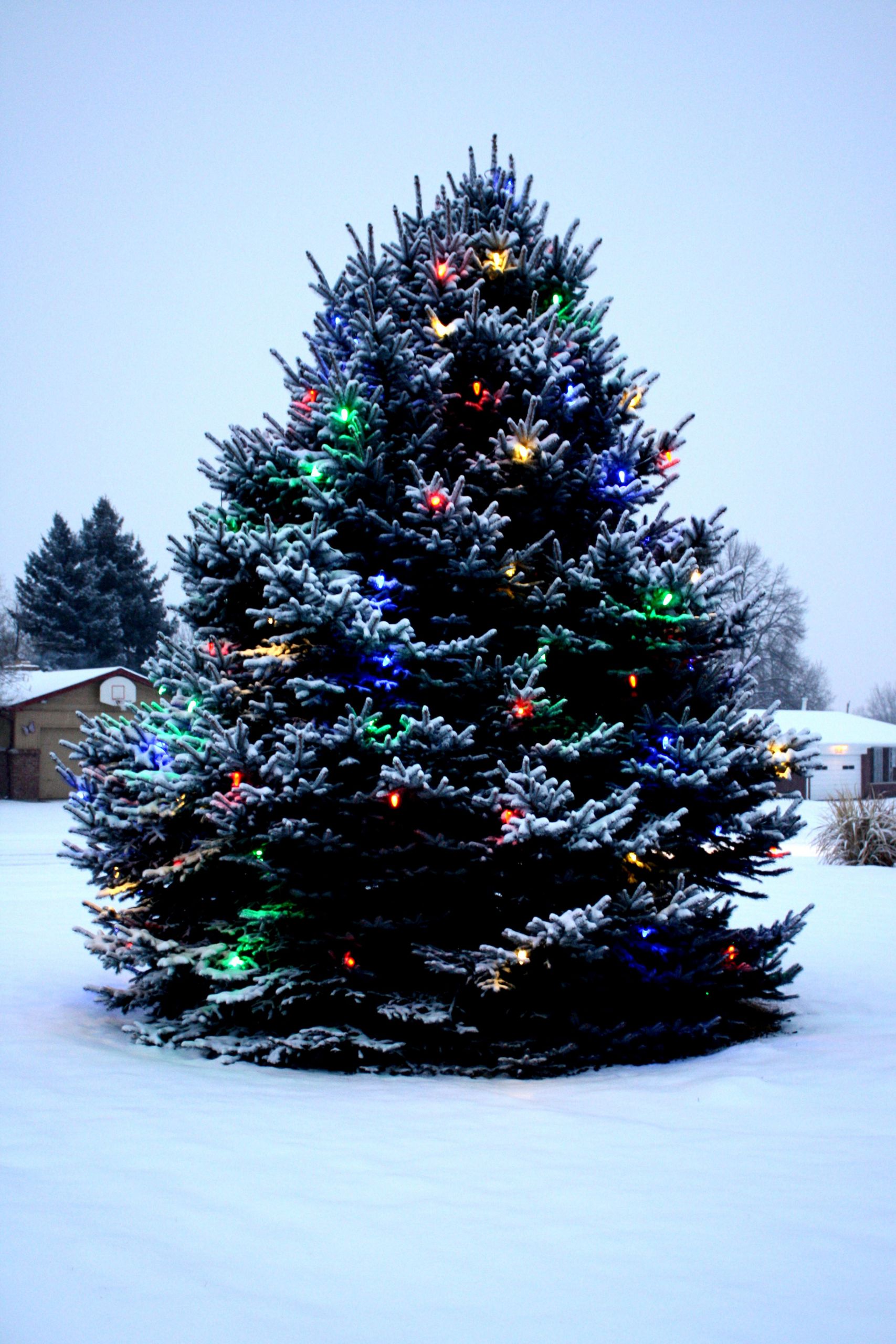 Outdoor Christmas Tree With Lights
 How to install safety Christmas lights on outdoor trees