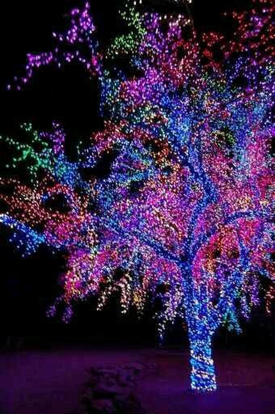 Outdoor Christmas Tree With Lights
 Mind blowing Christmas Lights Ideas for Outdoor Christmas