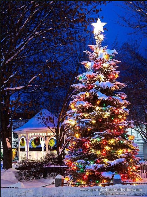 Outdoor Christmas Tree With Lights
 21 Amazing Christmas Light Decor Ideas New Home Plans