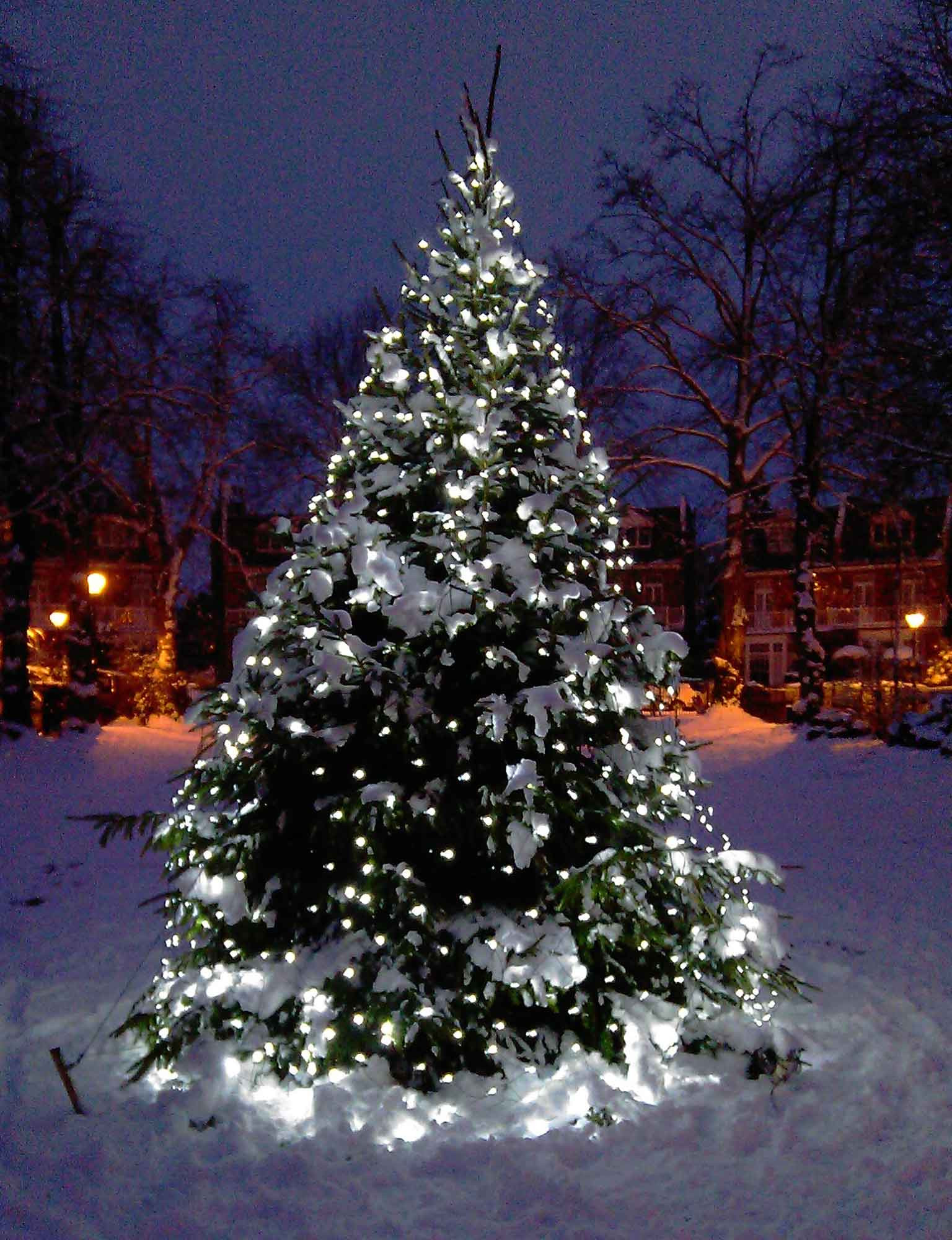 Outdoor Christmas Tree With Lights
 Led outdoor tree lights Will Give A Remarkable Look To