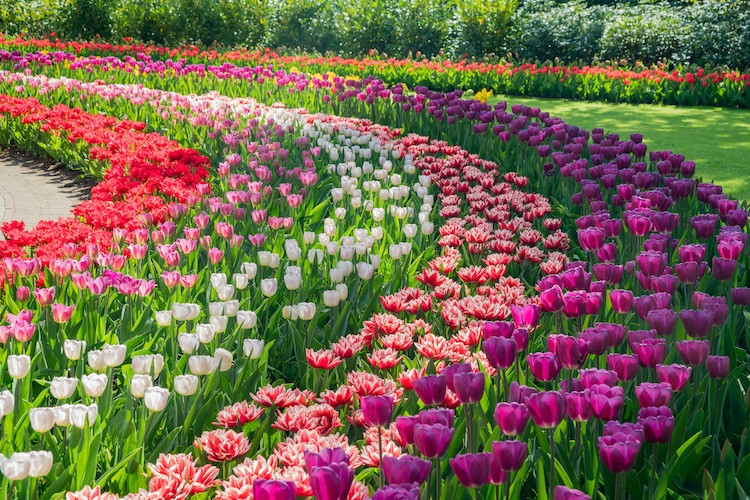 Outdoor Landscape Flowers
 Enjoy Over 7 Million Blooms in Holland s st Flower Garden