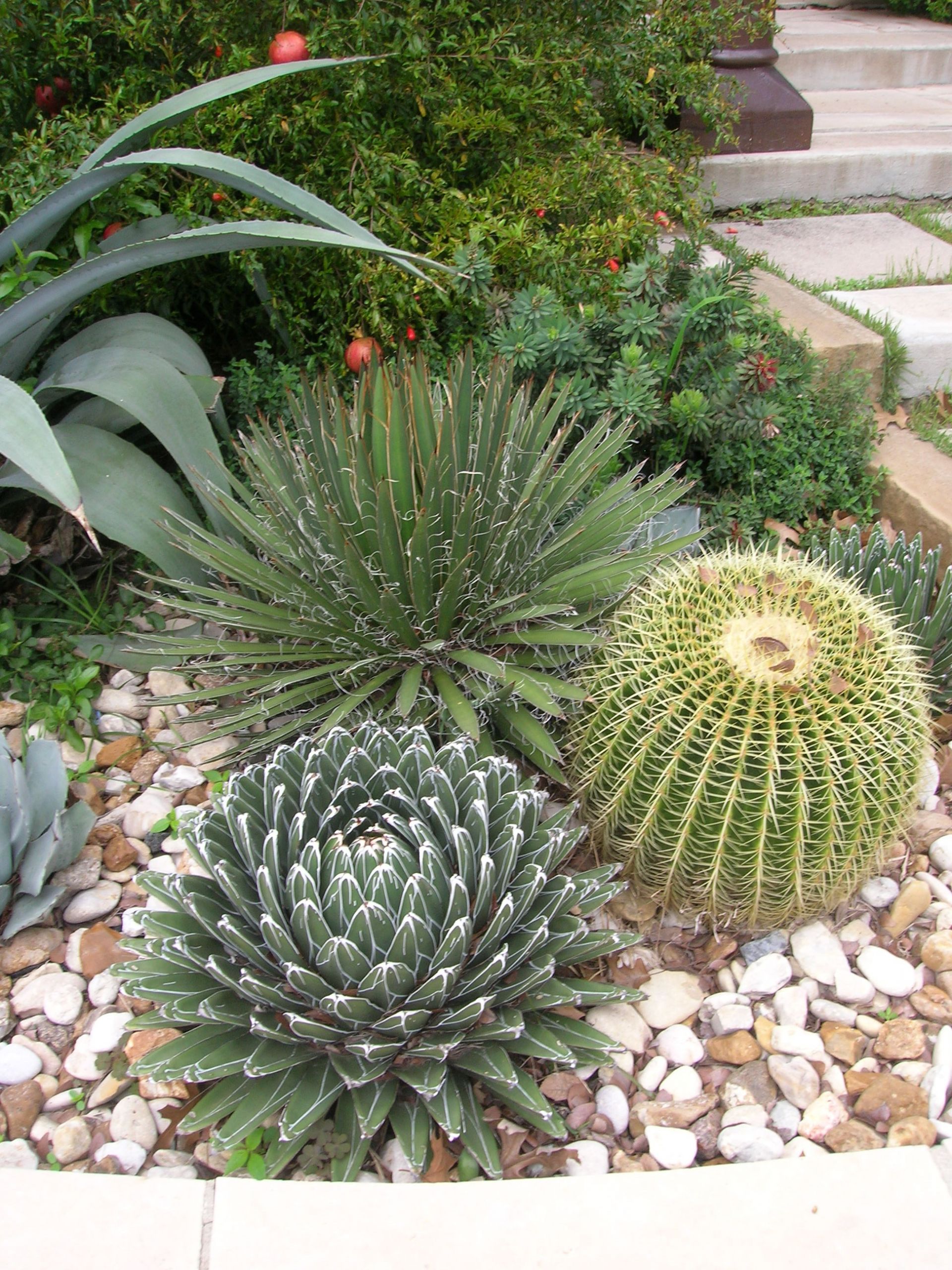 Outdoor Landscape Garden
 Outdoor Cactus Garden Ideas For The Best Looking Landscape