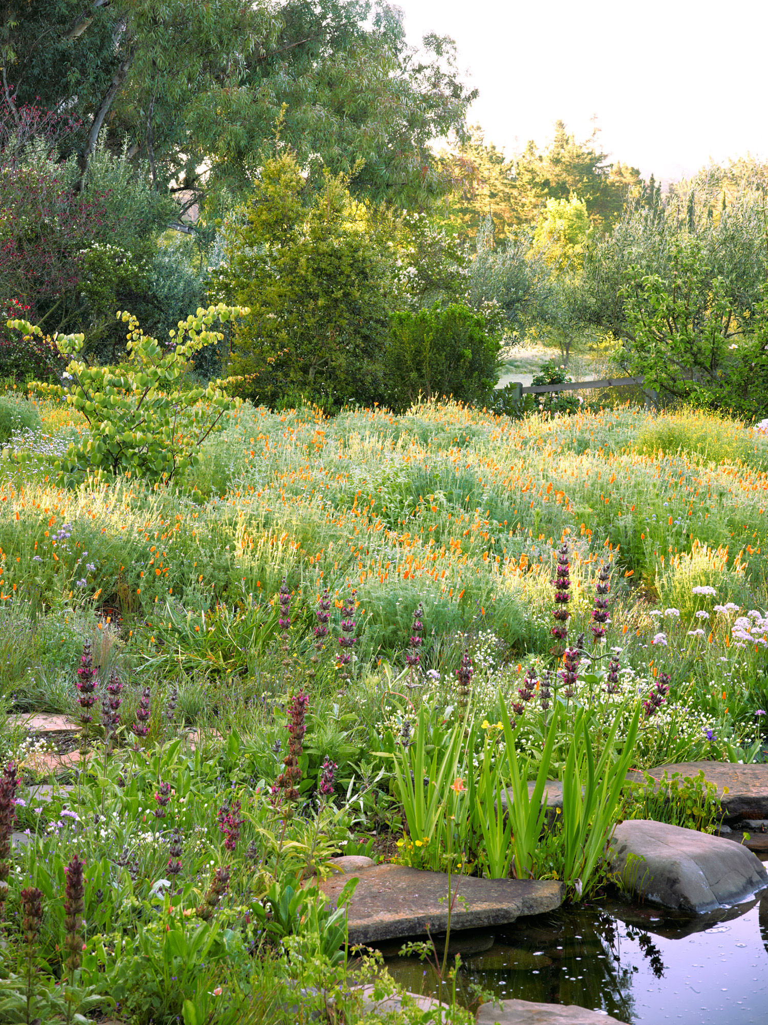 Outdoor Landscape Shrubs
 Meadow Garden Design Ideas Sunset Magazine