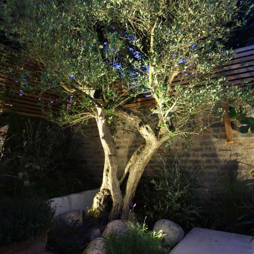 Outdoor Landscape Trees
 Outdoor Garden With Olive Tree And Rocks Planting Olive