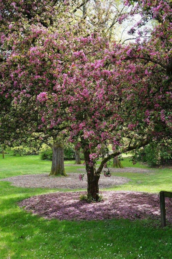 Outdoor Landscape Trees
 Ornamental Trees For Landscaping