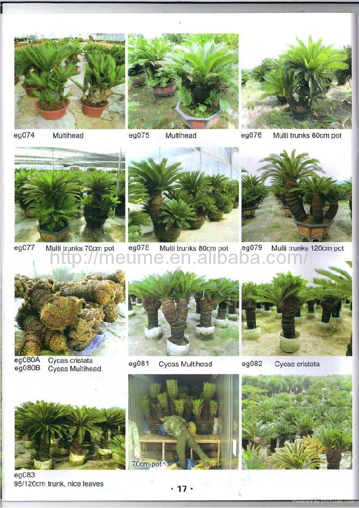 Outdoor Landscape Trees
 Cycas revoluta Outdoor landscaping trees Plants sago palm